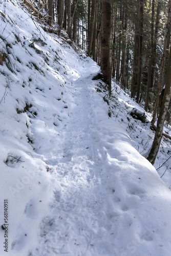 Waldweg im winter.