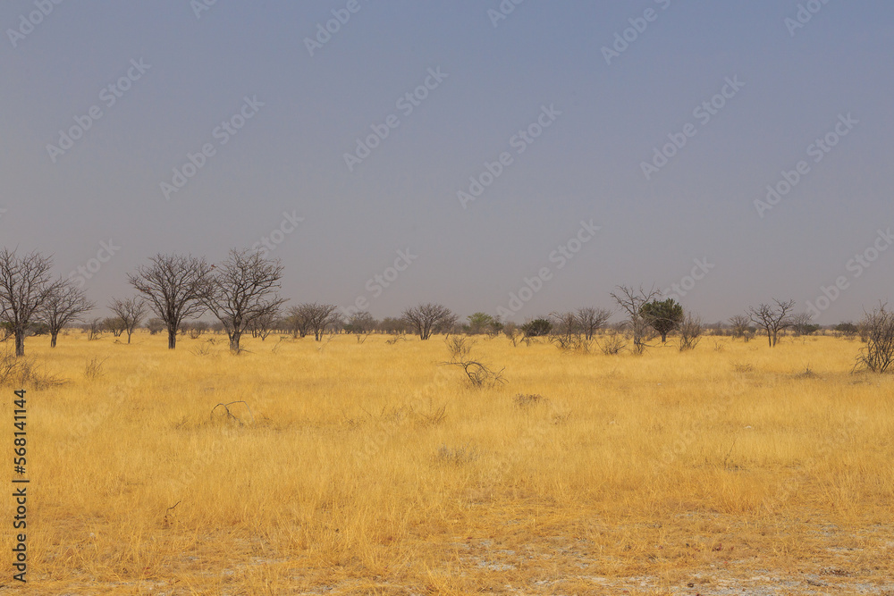 African savannah in Etosha National Park. Namibia. African savannah in Etosha National Park. Namibia.