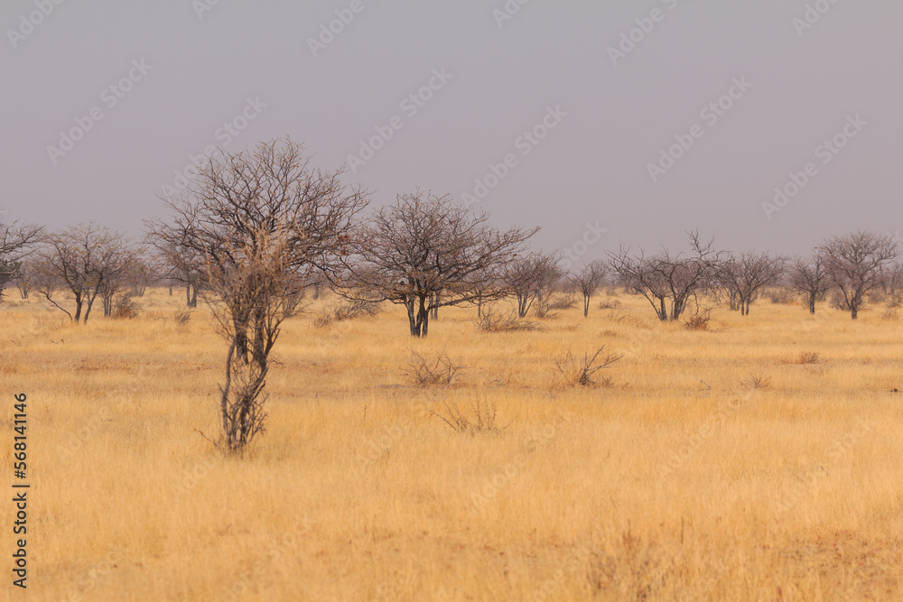 African savannah in Etosha National Park. Namibia. African savannah in Etosha National Park. Namibia.