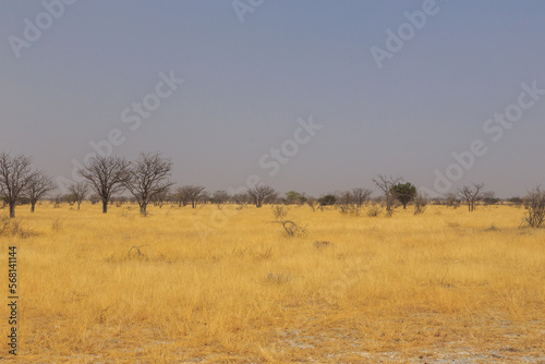 African savannah in Etosha National Park. Namibia. © Tomasz Wozniak