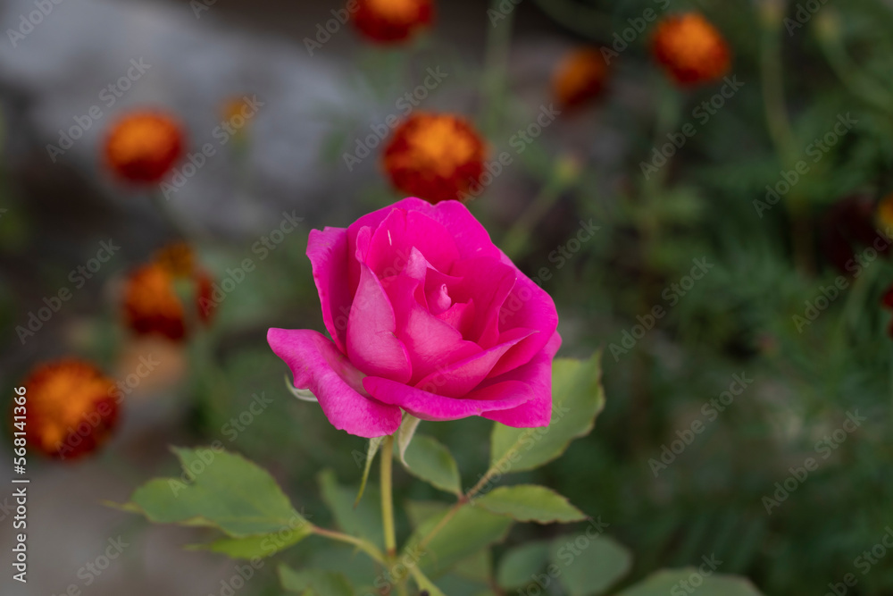 Pink Rose on The Tree Close up Photos Pink Rose on The Tree Close up Photos