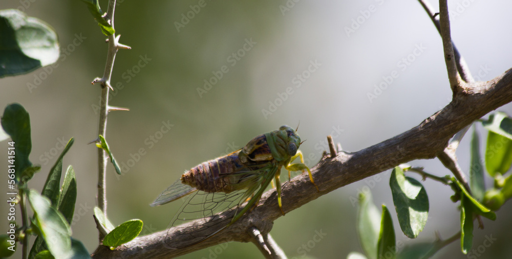 Cicada on chili petin bush in Texas.