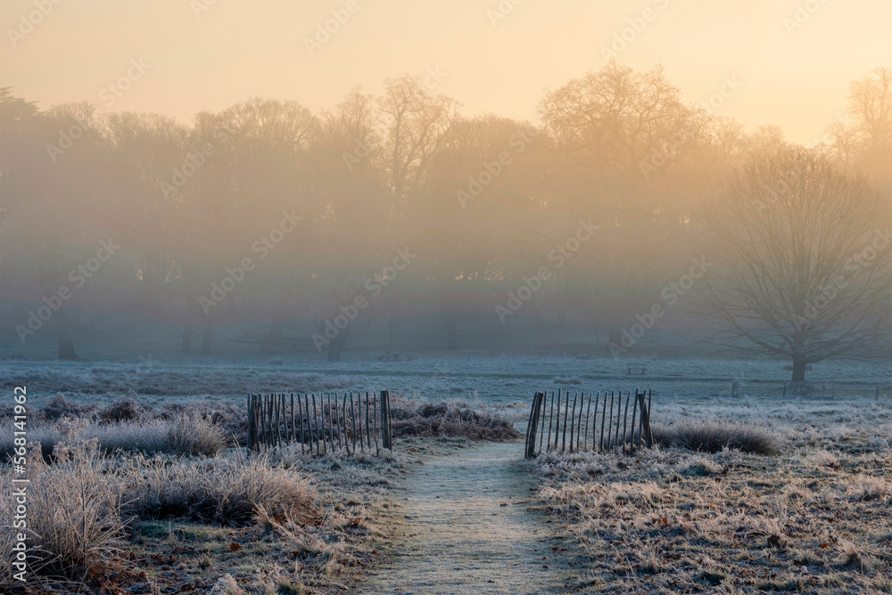Stunning Winter sunrise landscape image at dawn with hoarfrost on the plants and trees with golden hour sunrise light Stunning Winter sunrise landscape image at dawn with hoarfrost on the plants and trees with golden hour sunrise light