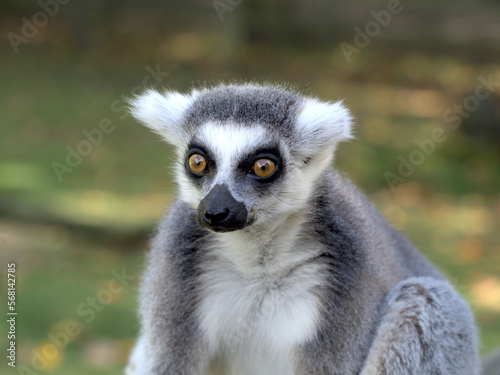 Ring tailed lemur sitting portrait