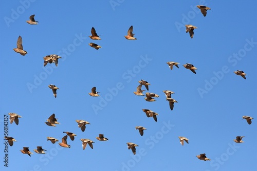 Flughühner fliegen zum Wasserloch im Etoscha Nationalpark in Namibia. 