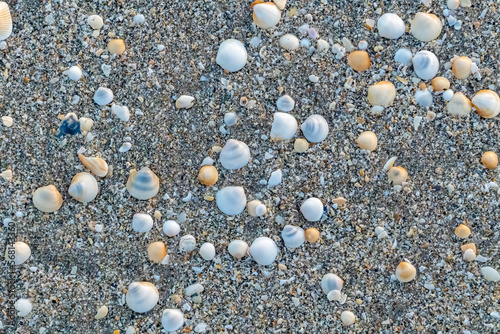 Εκτύπωση καμβά Spectral bittersweet clam seashells litter the beach during low tide along Florida's Atlantic coast