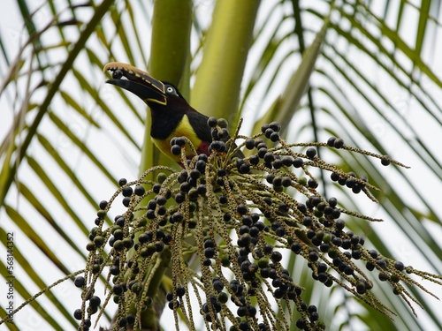 The chestnut-eared aracari, or chestnut-eared araçari (Pteroglossus castanotis), is a bird native to central and south-eastern South America.  Ramphastidae family. Amazon rainforest, Brazil.
 photo