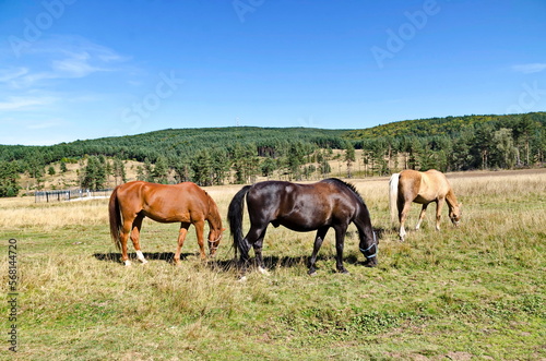 Mountain landscape and beautiful horses on an autumn meadow, Plana mountain, Bulgaria  © vili45