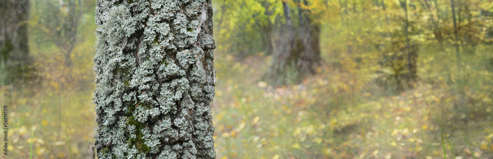 Obraz premium Lichens on a birch trunk in a deciduous forest. lichens die when the atmosphere air is polluted. Their growth is an indicator of the purity of the air. 