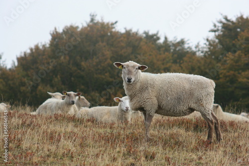 Troupeau de moutons au Grand-Ballon, point culminant des Vosges (Alsace, Haut-Rhin, France)