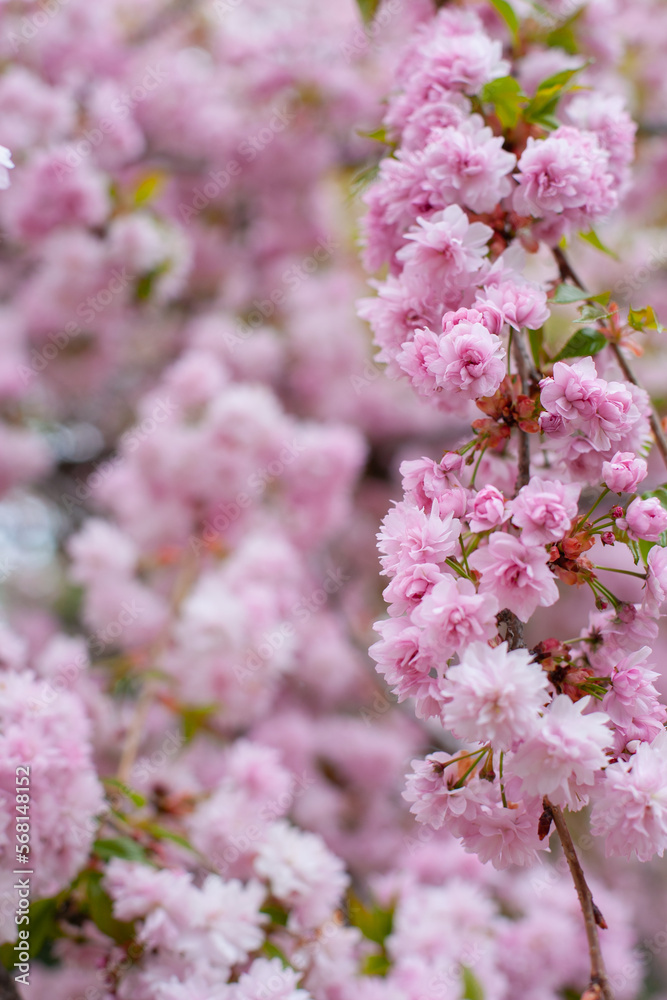 Pink sakura flowers blooming on the tree. Spring background. Pink cherry blossoms and green natural backdrop. Easter springtime wallpaper. Pink sakura flowers blooming on the tree. Spring background. Pink cherry blossoms and green natural backdrop. Easter springtime wallpaper.