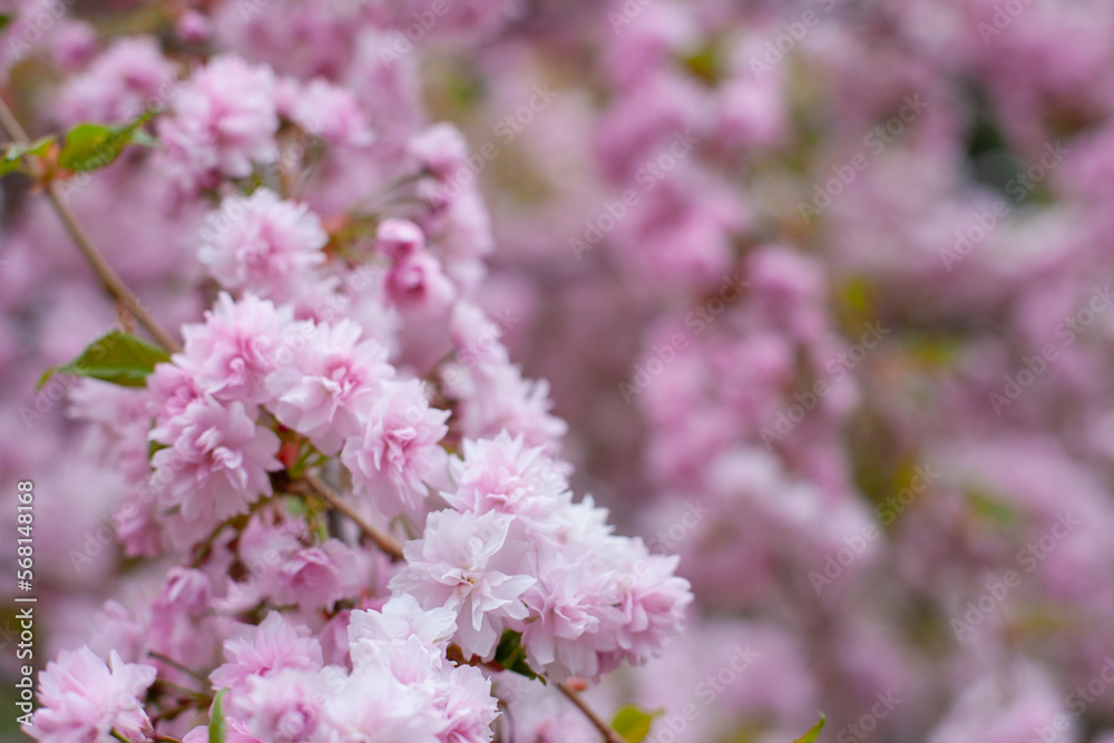 Pink sakura flowers blooming on the tree. Spring background. Pink cherry blossoms and green natural backdrop. Easter springtime wallpaper. Pink sakura flowers blooming on the tree. Spring background. Pink cherry blossoms and green natural backdrop. Easter springtime wallpaper.