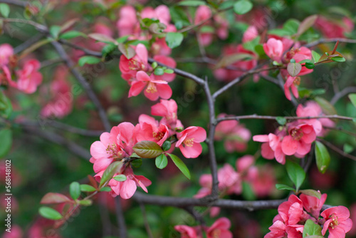 Pink sakura cherry blossoms blooming on the tree spring background. Pink and green natural backdrop. Easter springtime wallpaper.