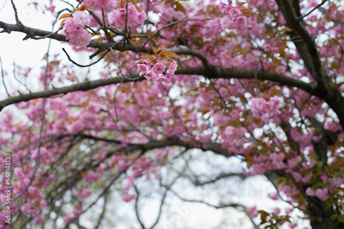 Pink sakura flowers blooming on the tree. Spring background. Pink cherry blossoms and green natural backdrop. Easter springtime wallpaper.