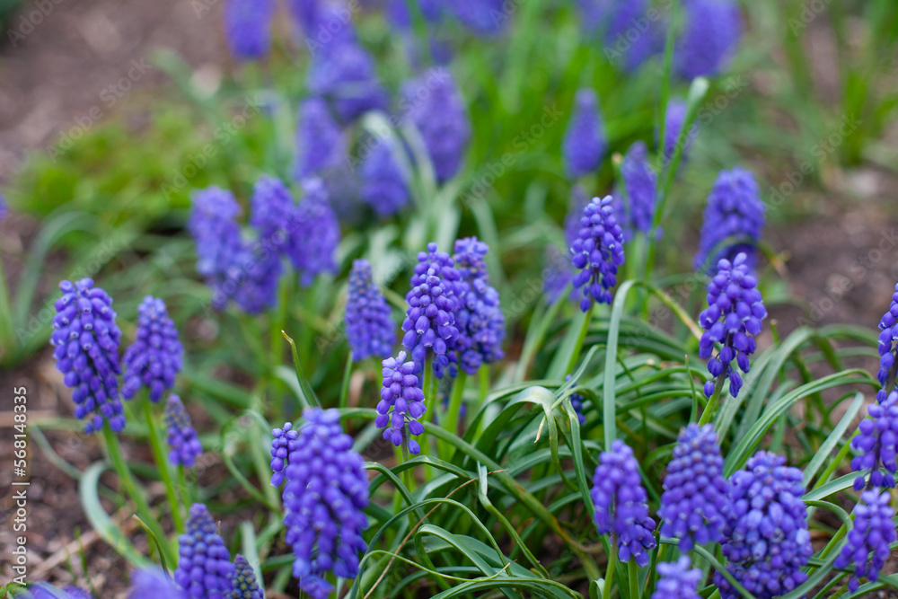Purple Muscari hyacinths flowers in green grass close up background. Floral spring wallpaper. Easter flowers backdrop. Purple Muscari hyacinths flowers in green grass close up background. Floral spring wallpaper. Easter flowers backdrop.