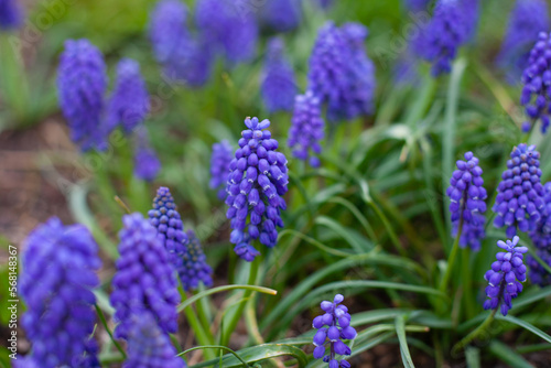 Purple Muscari hyacinths flowers in green grass close up background. Floral spring wallpaper. Easter flowers backdrop.