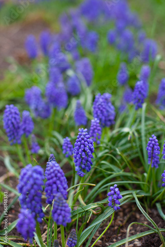 Purple Muscari hyacinths flowers in green grass close up background. Floral spring wallpaper. Easter flowers backdrop.