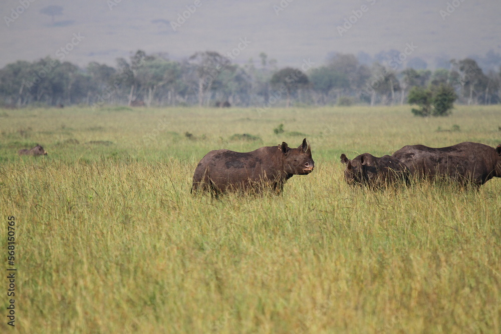 A rhino family is grazing in the savana almost hidden by tall grass A rhino family is grazing in the savana almost hidden by tall grass
