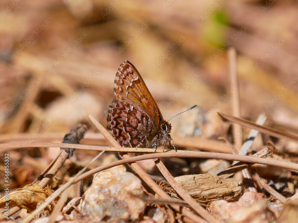 Obraz premium western pin elfin Callophrys eryphon butterfly on the ground