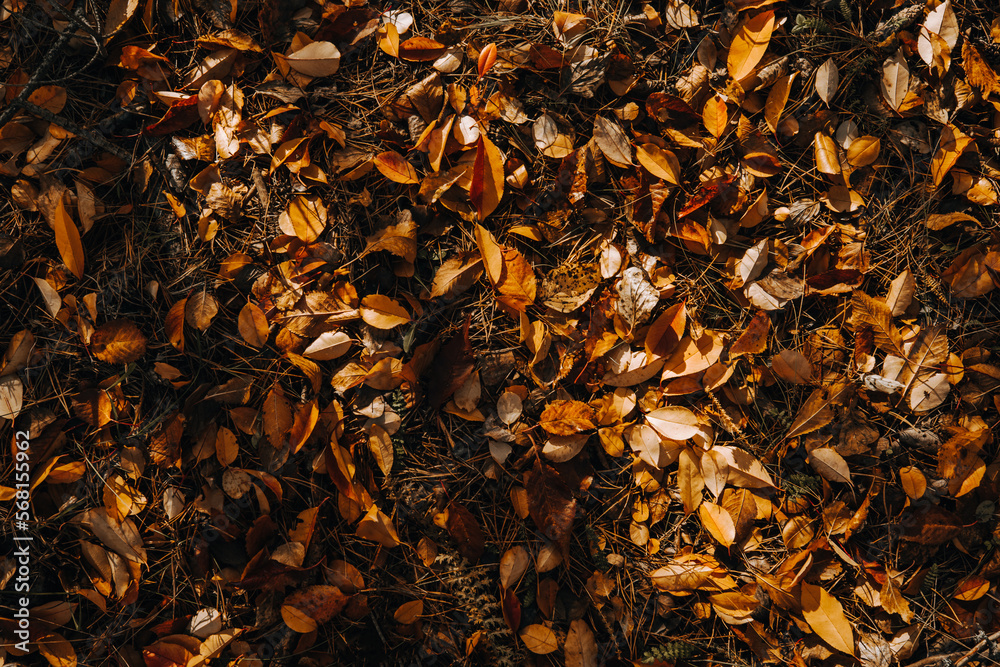 Yellow and orange leaves on forest ground. Natural autumn background. Yellow and orange leaves on forest ground. Natural autumn background.