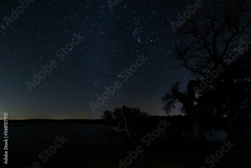 Night landscape with trees and stars.