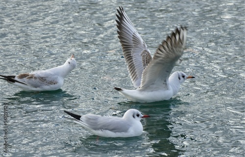 Seagulls swim on the lake