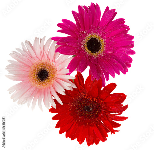 bouquet of gerbera flowers