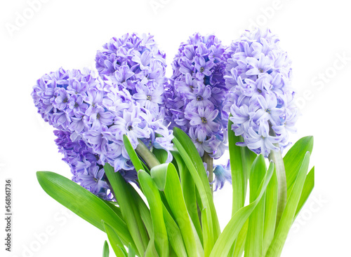 Hyacinth fresh flowers