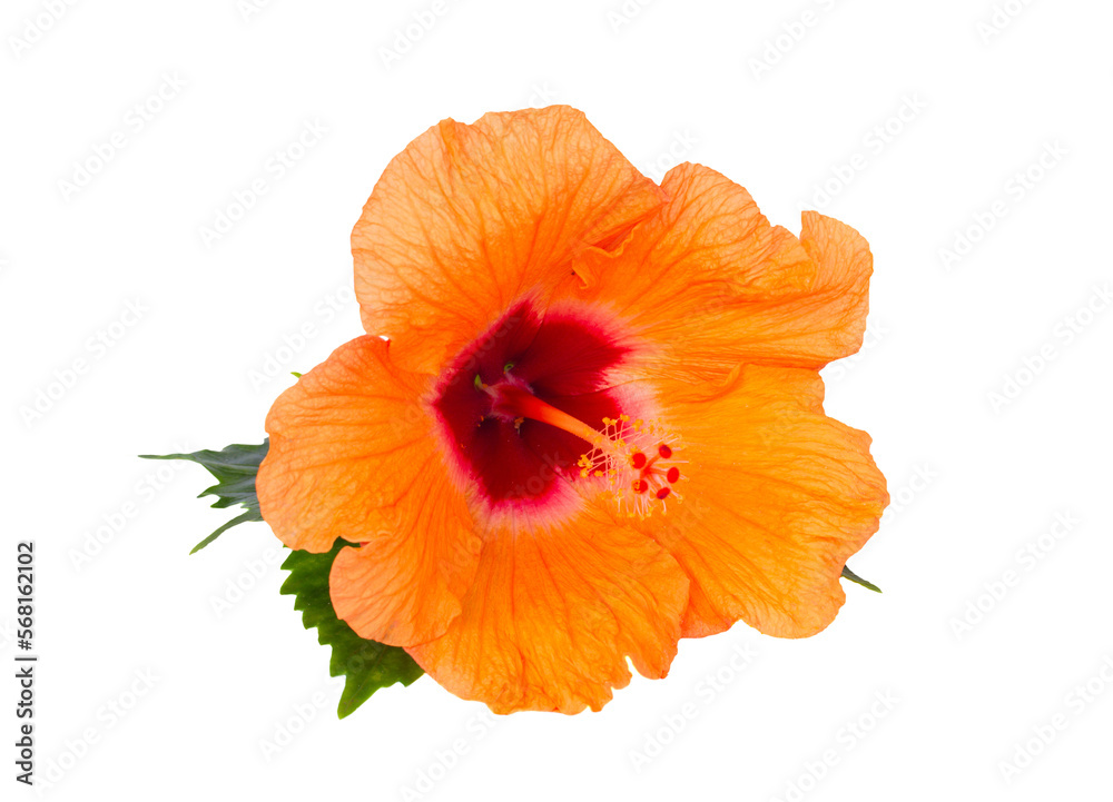 hibiscus isolated over white background, png file hibiscus isolated over white background, png file