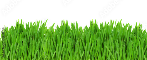 fresh grass extra wide border isolated on white, png file 