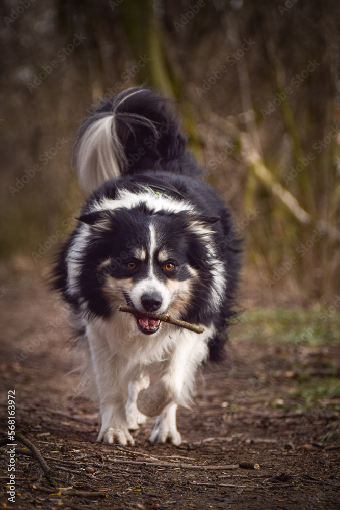 Border collie is running in the forest. He is so funny and he looks more cute.
