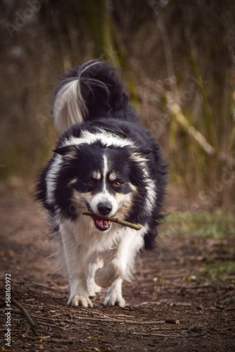 Border collie is running in the forest. He is so funny and he looks more cute. © doda