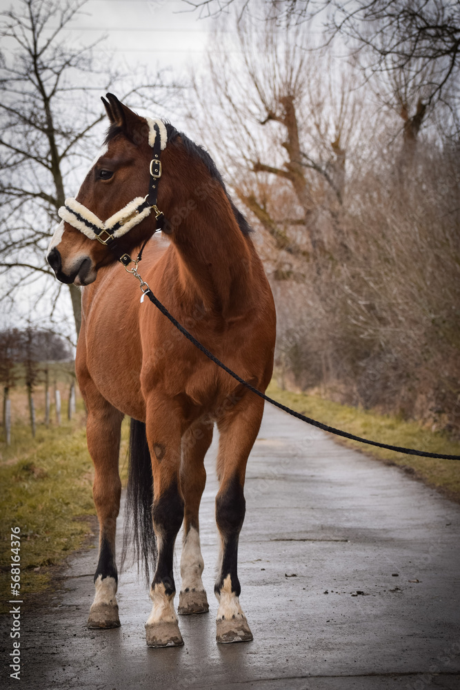 Obraz premium Horse is walking outside with his owner. He is waiting for his rider.