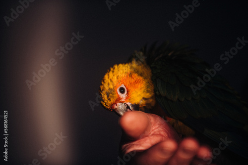 Young orange and green Parrot Bird photo