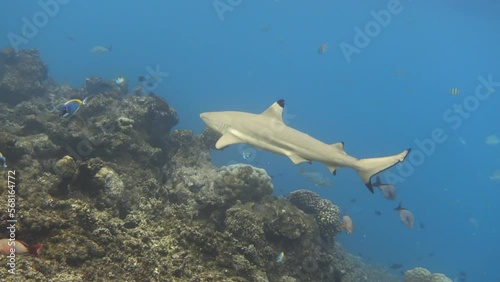 Blacktip reef shark swimming in the tropical sea along the reef  photo