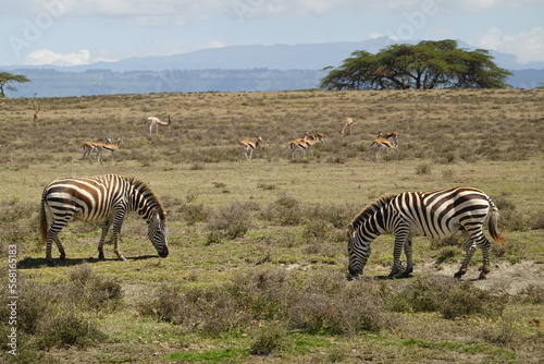 Kenya - Lake Naivasha - Crescent Island - zebra