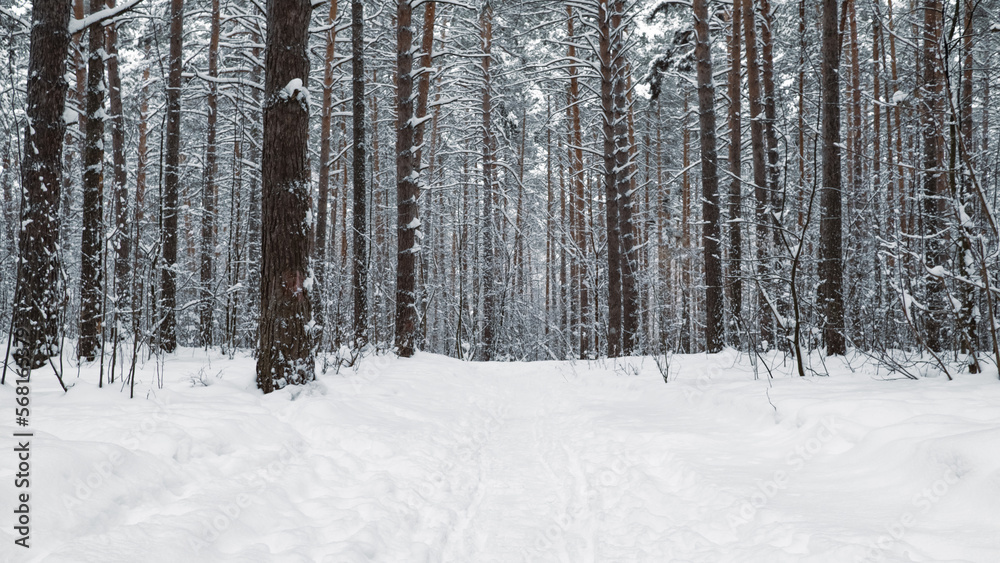 The beautiful snowy forest in winter The beautiful snowy forest in winter