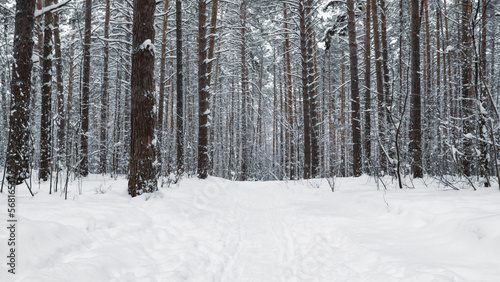 The beautiful snowy forest in winter