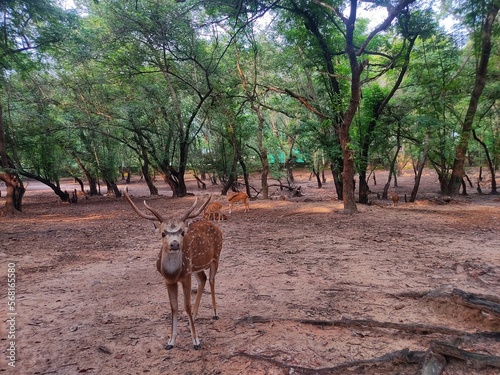 Indian spotted deer raoming around in jungle HD