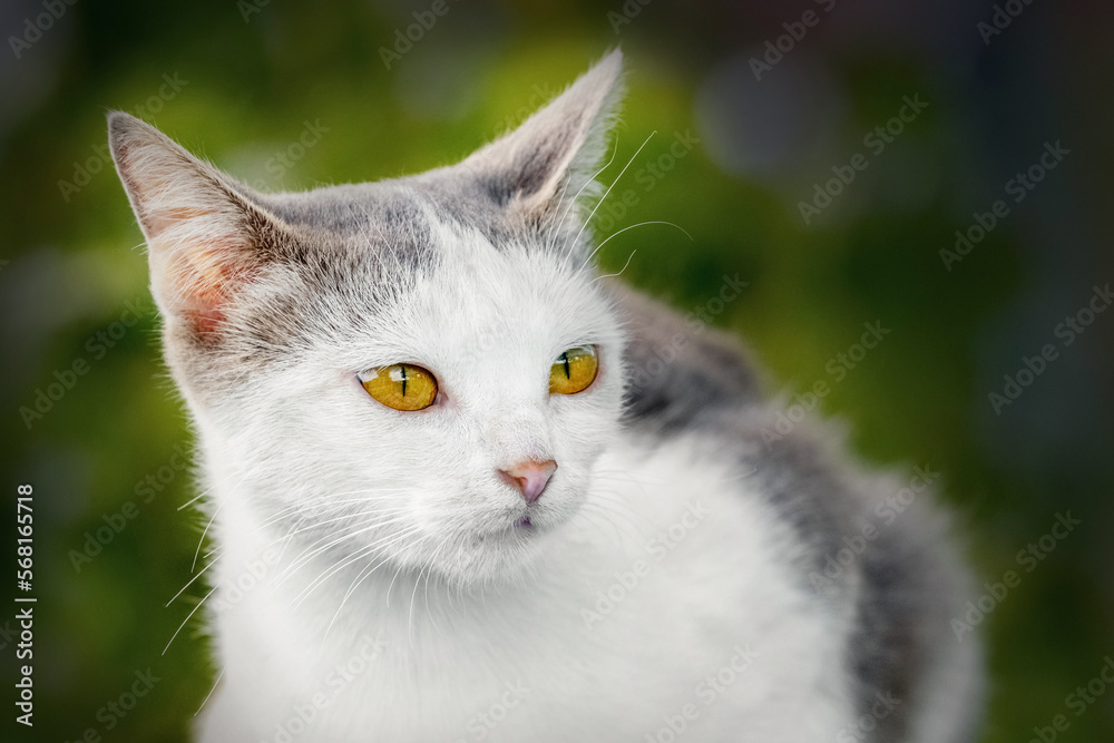 White spotted cat close-up on a dark background