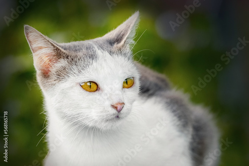 White spotted cat close-up on a dark background