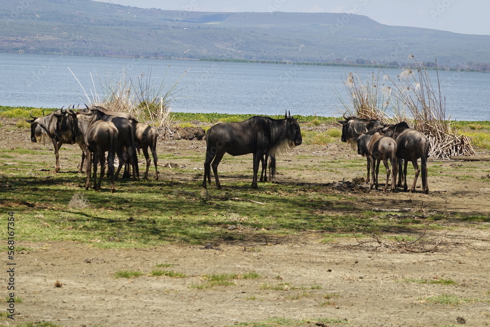 Naklejka premium Kenya - Lake Naivasha - Crescent Island - wildebeest