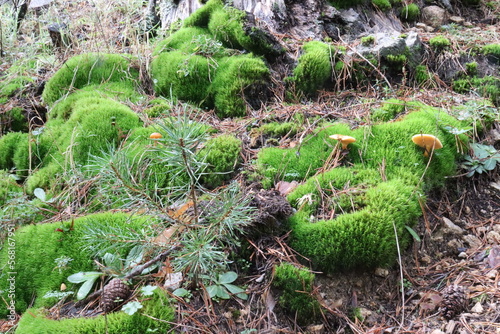 Moss and mushrooms in pine forest
