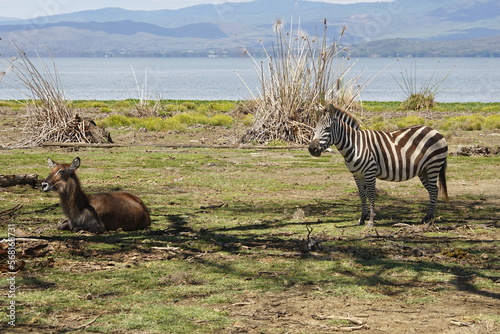 Canvas Print Kenya - Lake Naivasha - Crescent Island - Waterbuck and Zebra