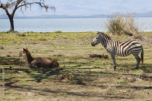 Kenya - Lake Naivasha - Crescent Island - Waterbuck and Zebra