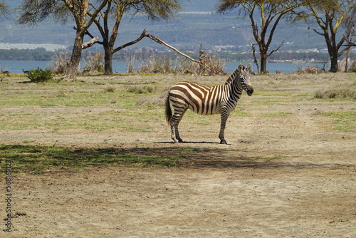 Kenya - Lake Naivasha - Crescent Island - Zebra  
