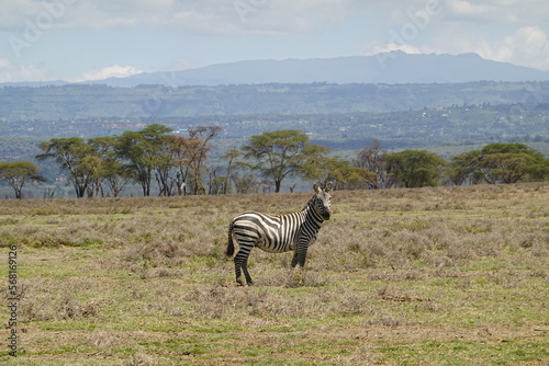 Fototapeta Naklejka Na Ścianę i Meble -  Kenya - Lake Naivasha - Crescent Island - Zebra

