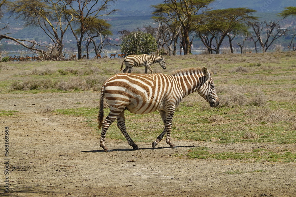 Fototapeta premium Kenya - Lake Naivasha - Crescent Island - Zebra