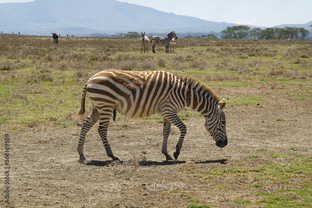 Naklejka premium Kenya - Lake Naivasha - Crescent Island - Zebra