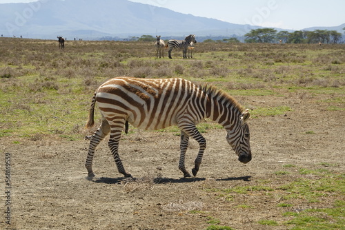 Kenya - Lake Naivasha - Crescent Island - Zebra  